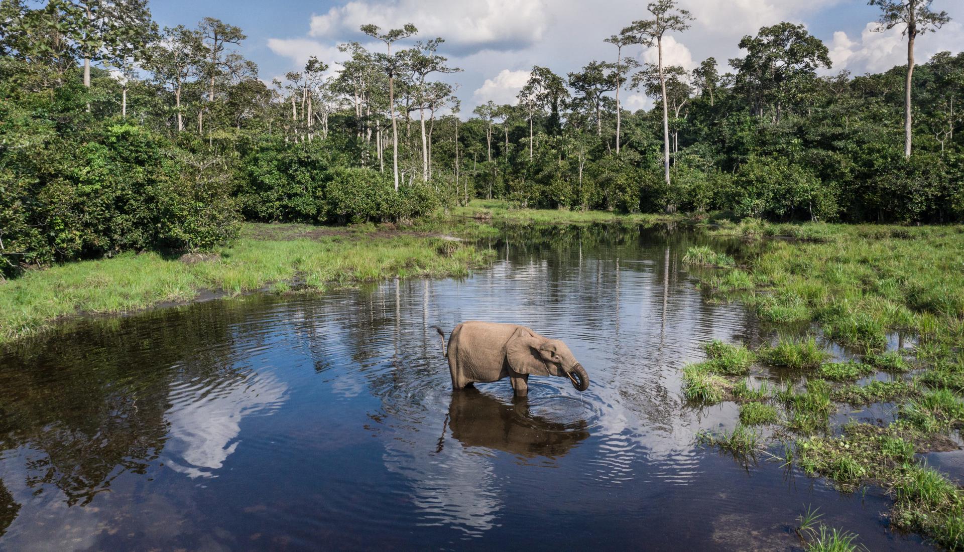 Odzala-Kokoua National Park - Northern Congo, Republic of Congo